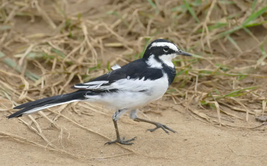 File:African Pied Wagtail (Motacilla aguimp) (45838746535).jpg