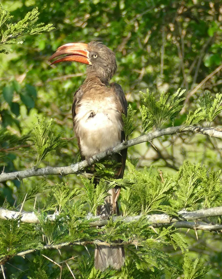File:Crowned Hornbill (Lophoceros alboterminatus) male ... (32778194438).jpg