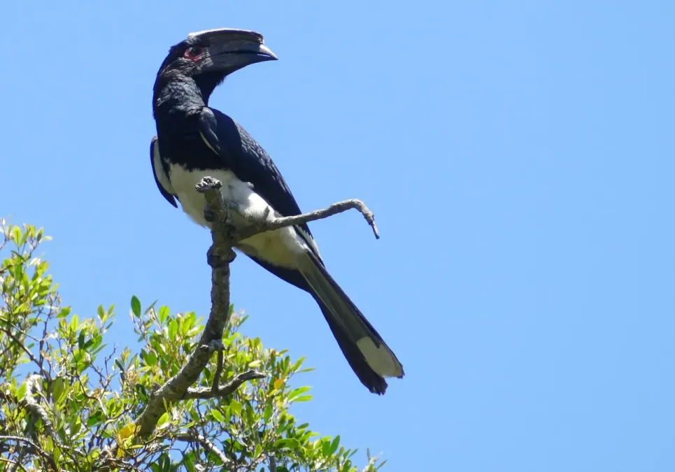 File:Trumpeter Hornbill (Bycanistes bucinator) female, iSimangaliso, KwaZulu-Natal (45737742455).jpg