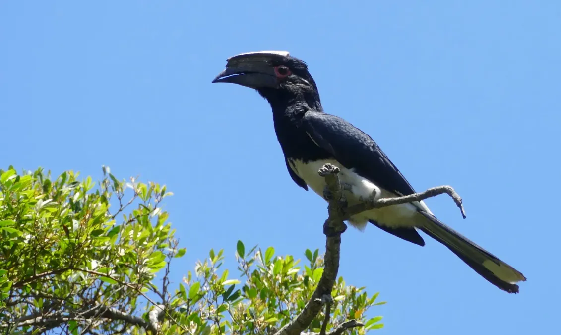File:Trumpeter Hornbill (Bycanistes bucinator) female, iSimangaliso, KwaZulu-Natal (46600198632).jpg