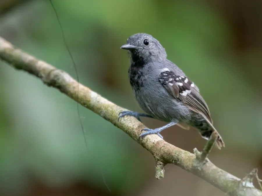 File:Myrmotherula minor - Salvadori's antwren (male); São Sebastião; São Paulo, Brazil.jpg