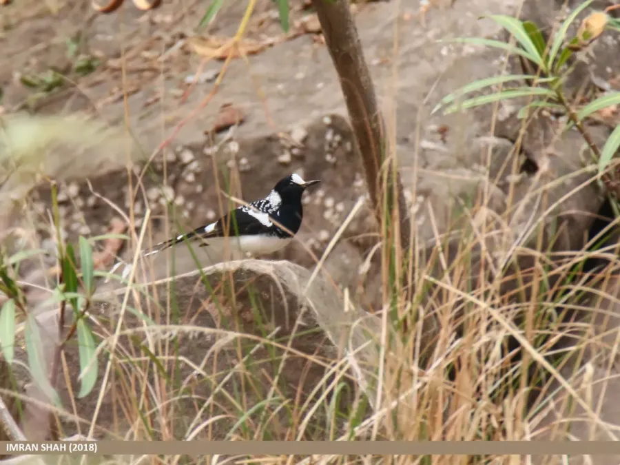 File:Spotted Forktail (Enicurus maculatus) (32735875488).jpg