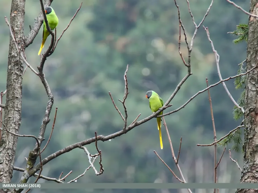 File:Slaty-headed Parakeet (Psittacula himalayana) (39644709893).jpg