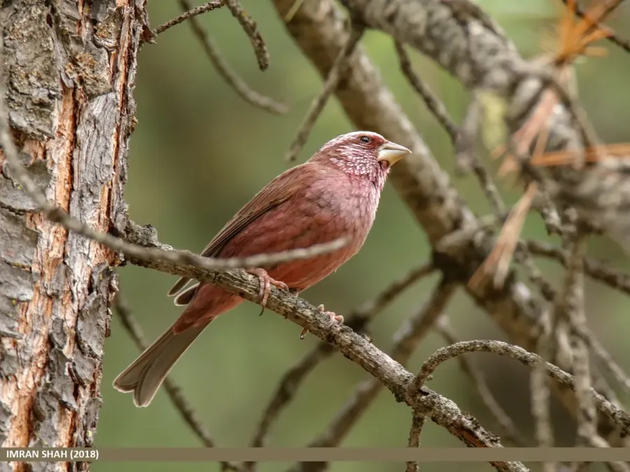 File:Red-Mantled Rosefinch (Carpodacus rhodochlamys) (39644627633).jpg
