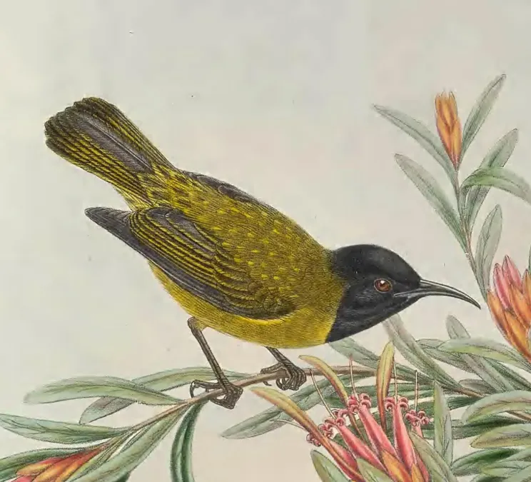 File:Myzomela melanocephala - The Birds of New Guinea (cropped).jpg