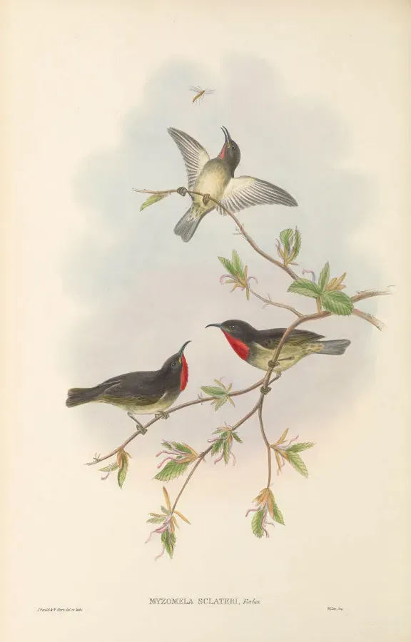 File:Myzomela sclateri - The Birds of New Guinea.jpg