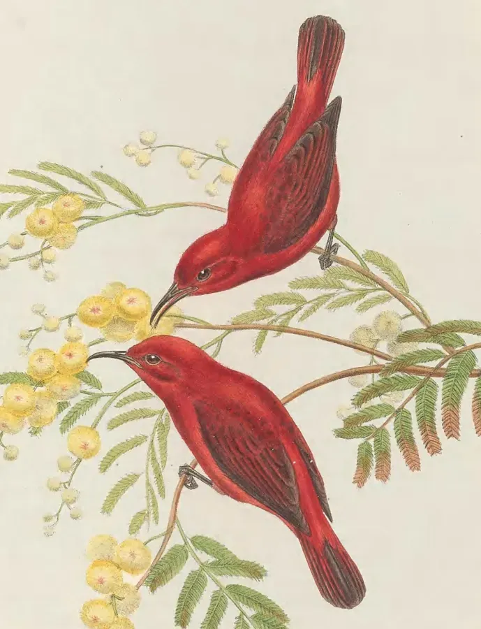 File:Myzomela cruentata - The Birds of New Guinea (cropped).jpg