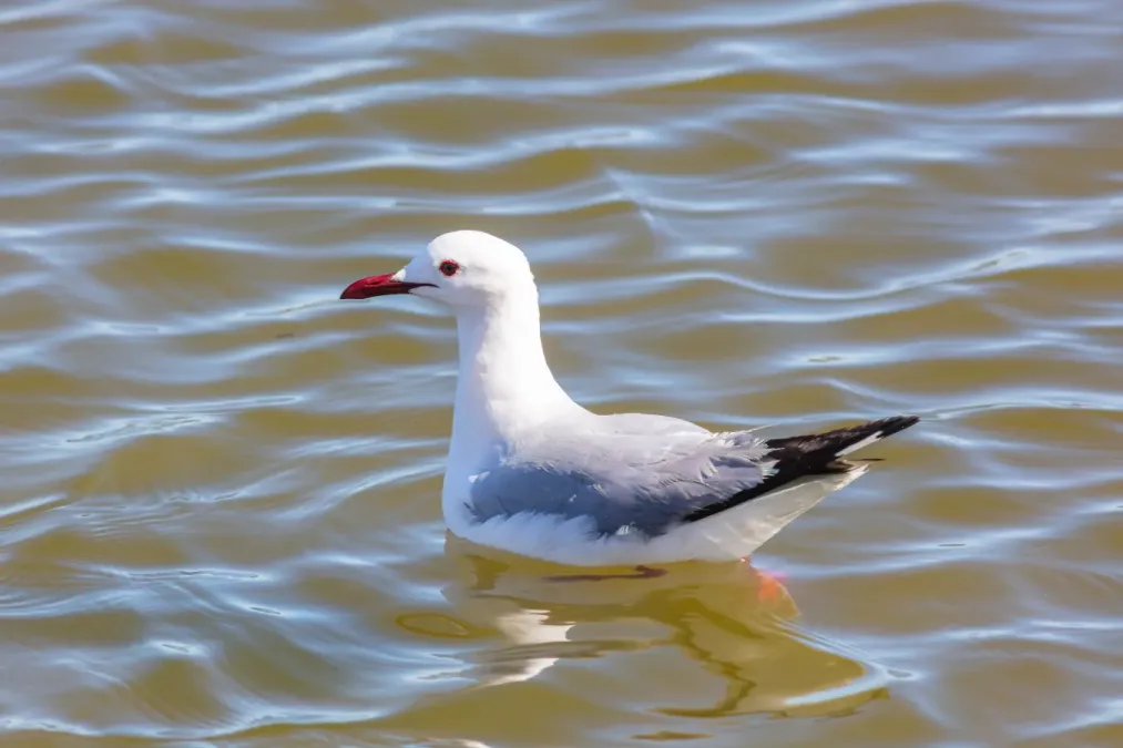 File:Gaviota de Hartlaub (Chroicocephalus hartlaubii), Walvis Bay, Namibia, 2018-08-05, DD 31.jpg