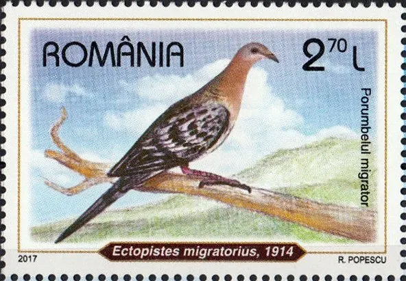 File:Passenger-Pigeon-Ectopistes-migratorius.jpg