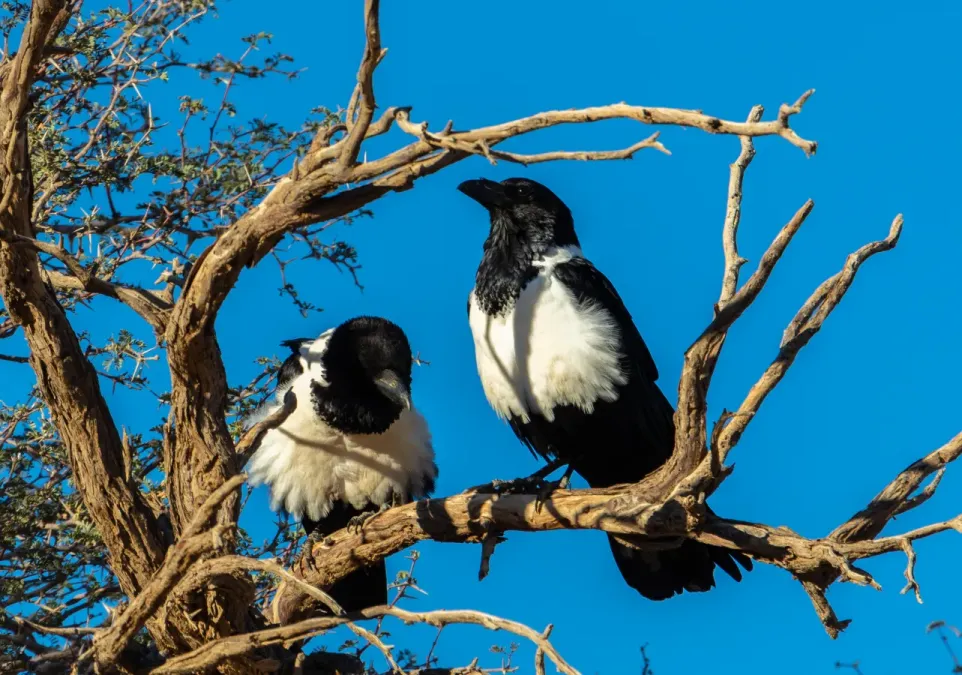 File:Cuervo pío (Corvus albus), Sossusvlei, Namibia, 2018-08-06, DD 007.jpg
