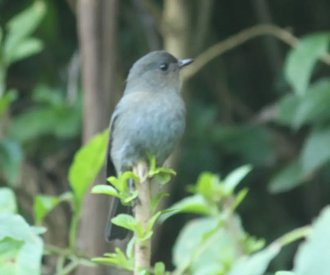 File:Nilgiri flycatcher (Eumyias albicaudatus) (43521074190).jpg