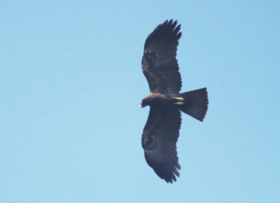 File:Black eagle (Ictinaetus malaiensis) (30396687697).jpg