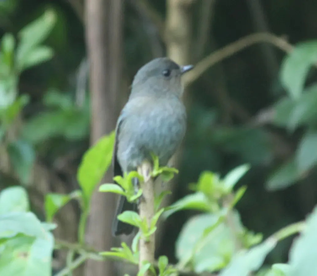 File:Nilgiri flycatcher (Eumyias albicaudatus) (43521075360).jpg