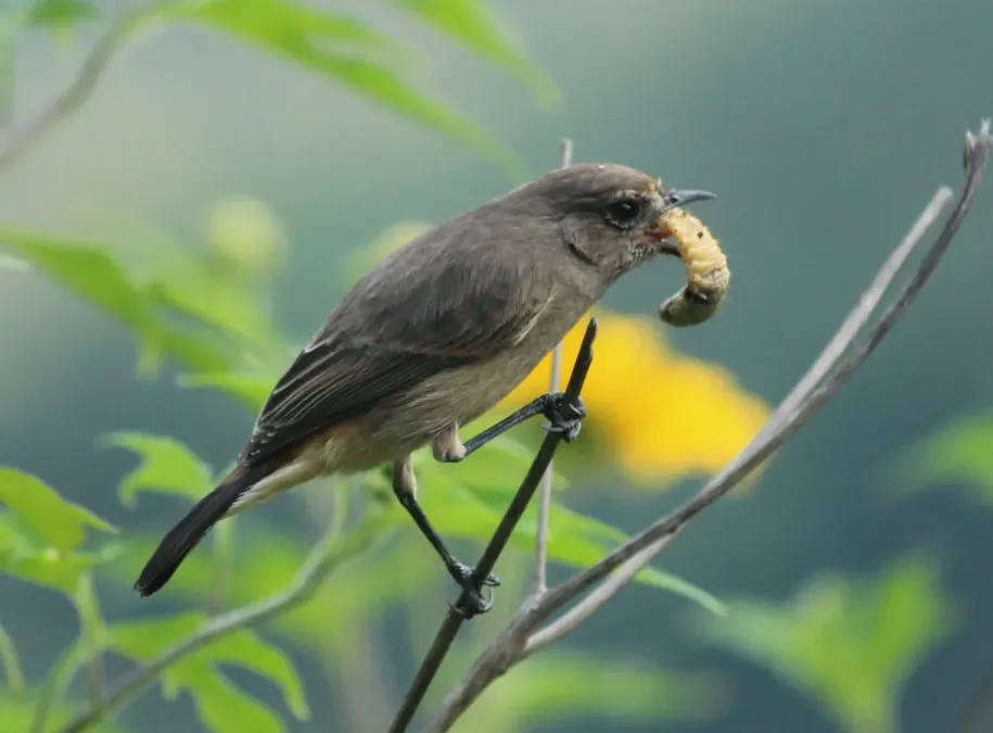 File:Pied bush chat (Saxicola caprata) (30396661077).jpg