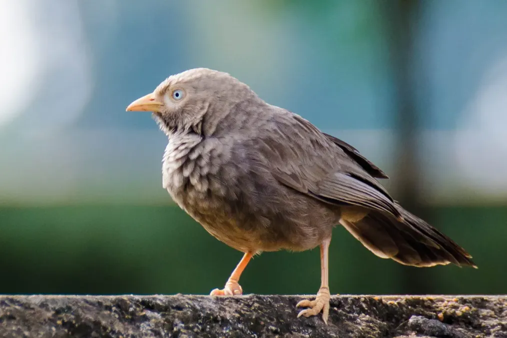 File:Yellow-billed Babbler (Argya affinis) - Tamil Nadu.jpg