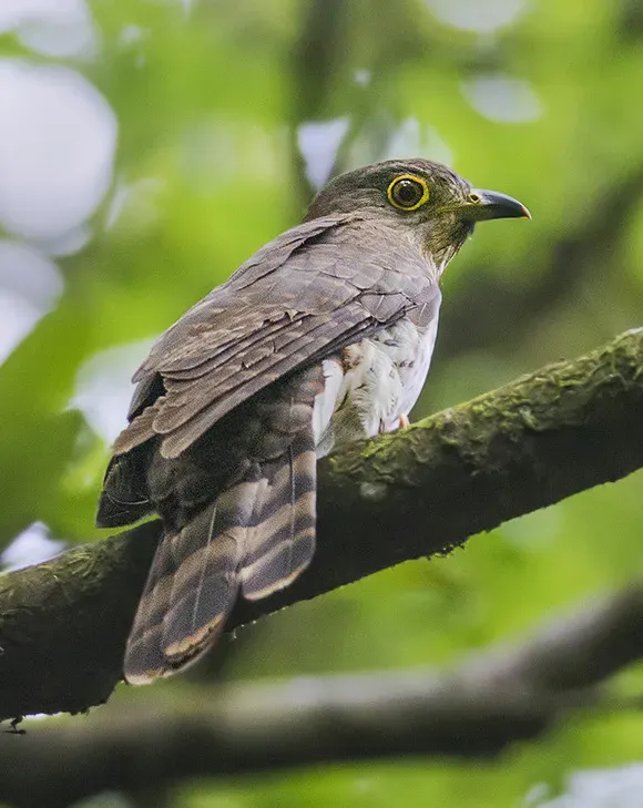 File:Hodgson's Hawk Cuckoo (Hierococcyx nisicolor), Cherapunjee, Meghalaya, India.jpg