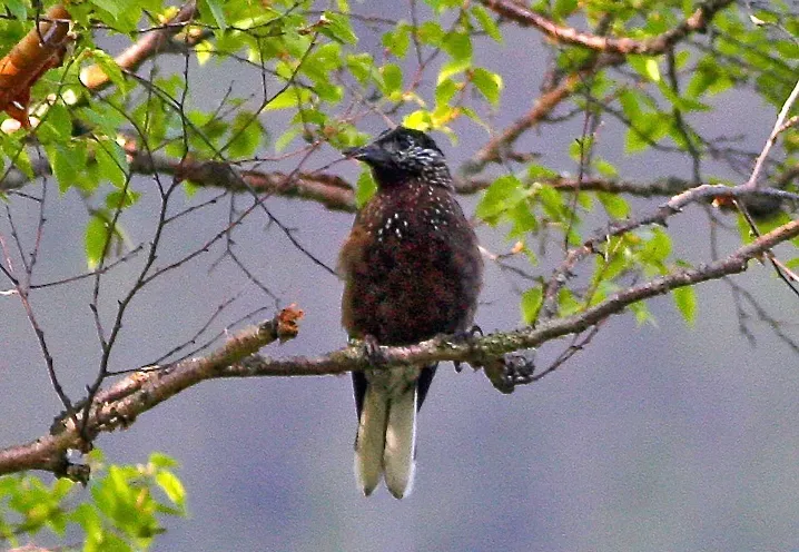 File:Nucifraga hemispila interdicta, Taibai Shan, Shaanxi.jpg