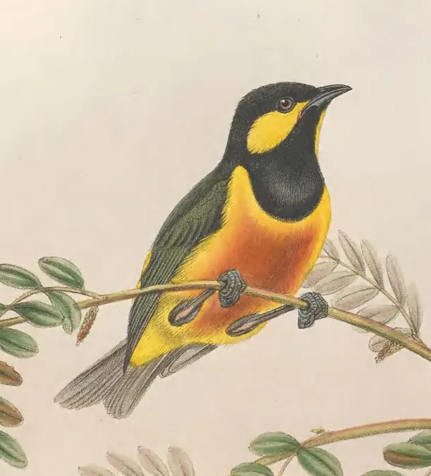 File:Oreocharis arfaki - The Birds of New Guinea (cropped).jpg
