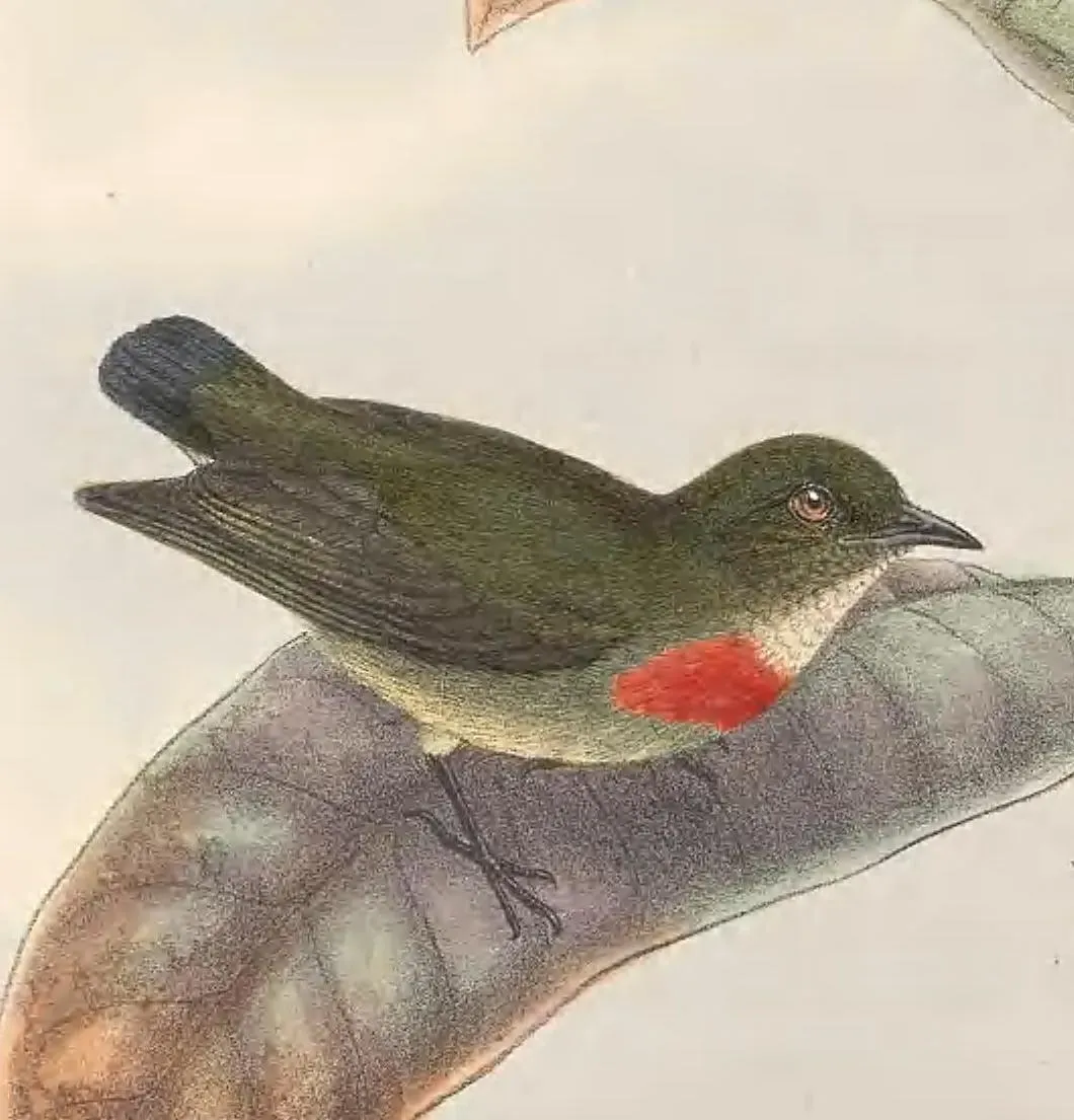 File:Dicaeum pectorale - The Birds of New Guinea (cropped).jpg