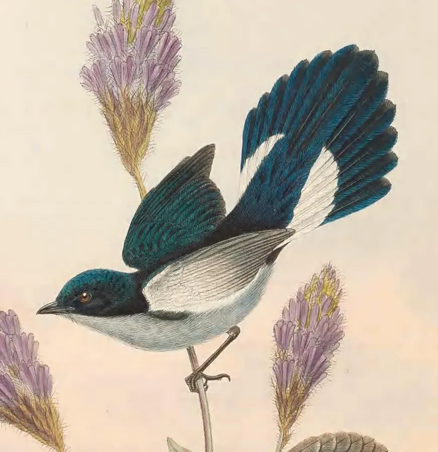 File:Melanocharis versteri - The Birds of New Guinea (male).jpg