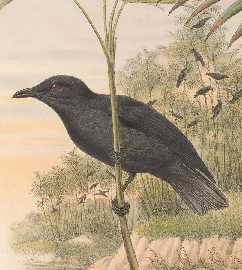File:Aplonis feadensis - The Birds of New Guinea (cropped).jpg