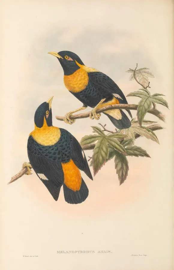 File:Mino anais - The Birds of New Guinea.jpg