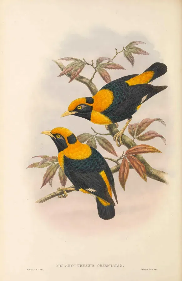 File:Mino anais orientalis - The Birds of New Guinea.jpg