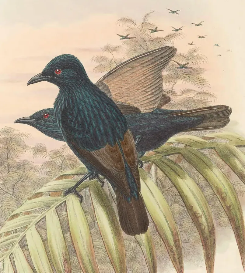 File:Aplonis grandis - The Birds of New Guinea (cropped).jpg