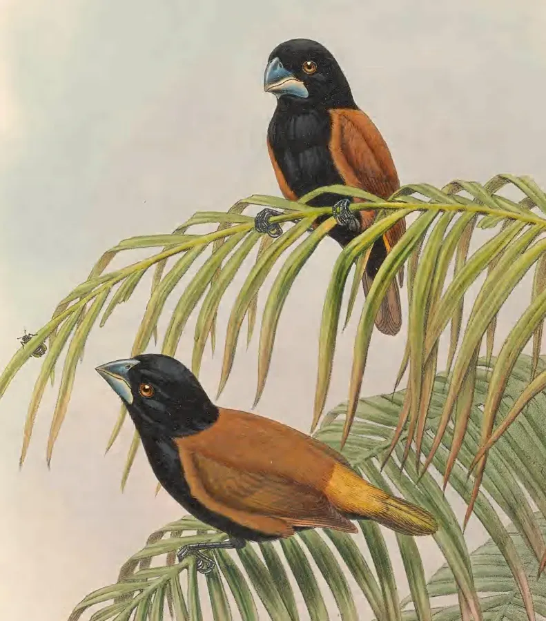 File:Lonchura grandis - The Birds of New Guinea (cropped).jpg