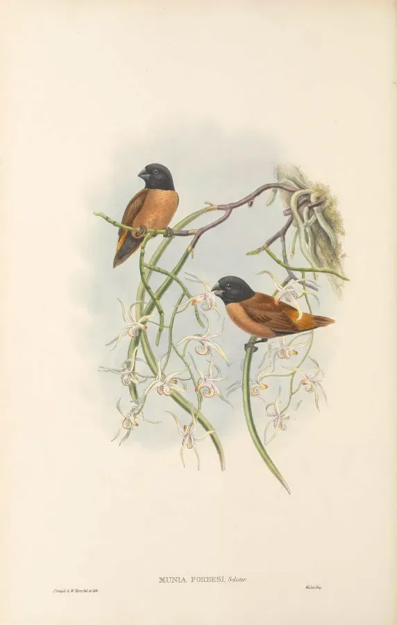 File:Lonchura forbesi - The Birds of New Guinea.jpg