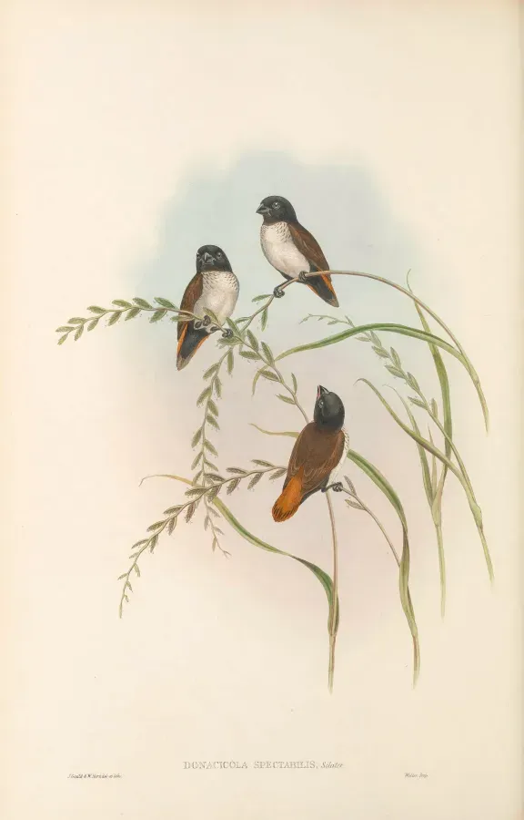 File:Lonchura spectabilis - The Birds of New Guinea.jpg
