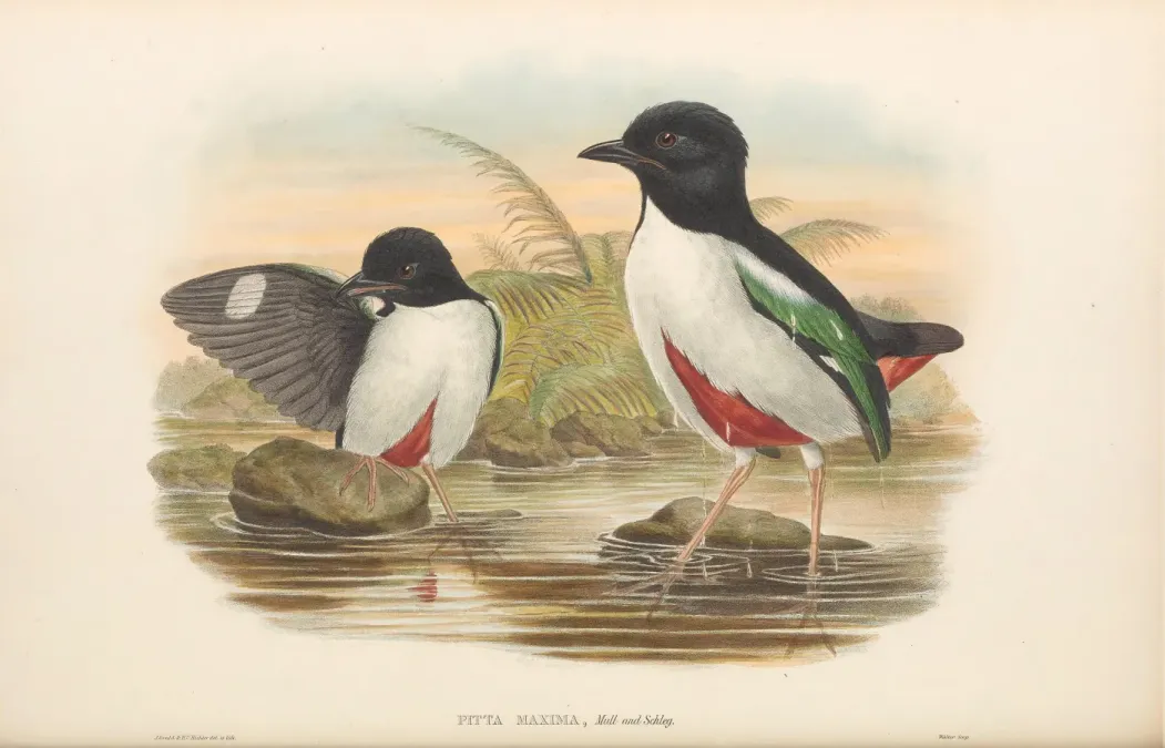 File:Pitta maxima - The Birds of New Guinea.jpg