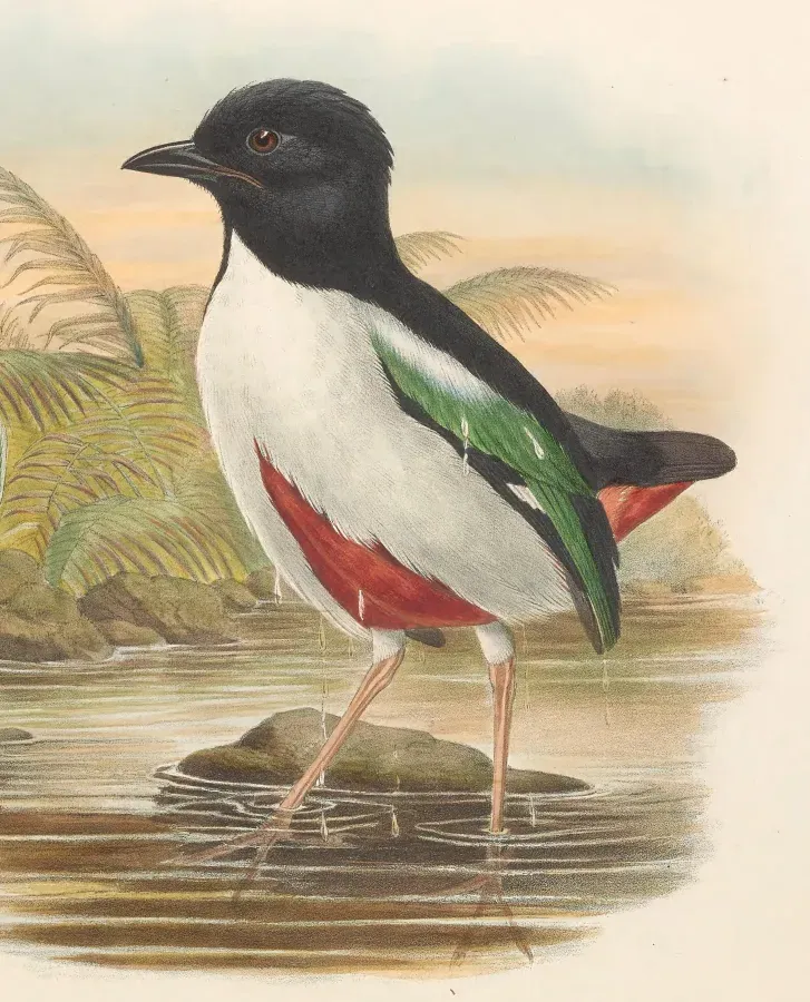 File:Pitta maxima - The Birds of New Guinea (cropped).jpg