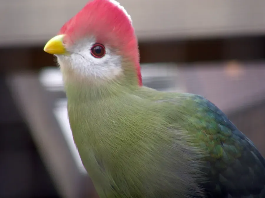 File:Tauraco erythrolophus----Red-crested turaco.jpg