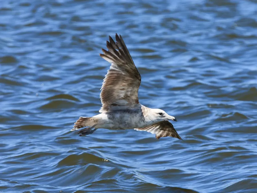 File:Larus californicus Palo Alto May 2011 004.jpg