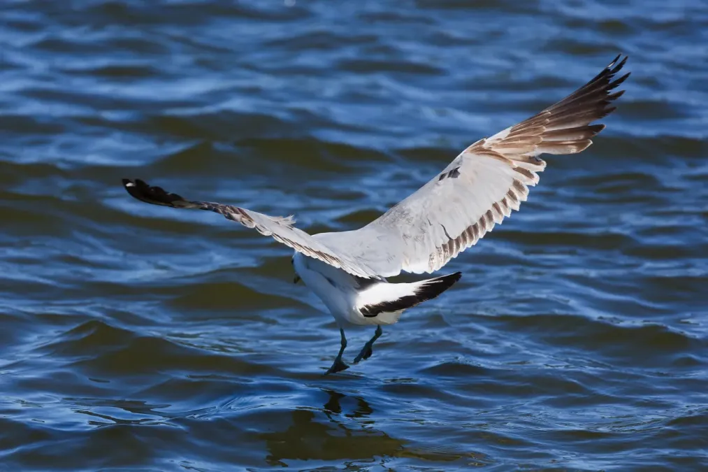 File:Larus californicus Palo Alto May 2011 005.jpg