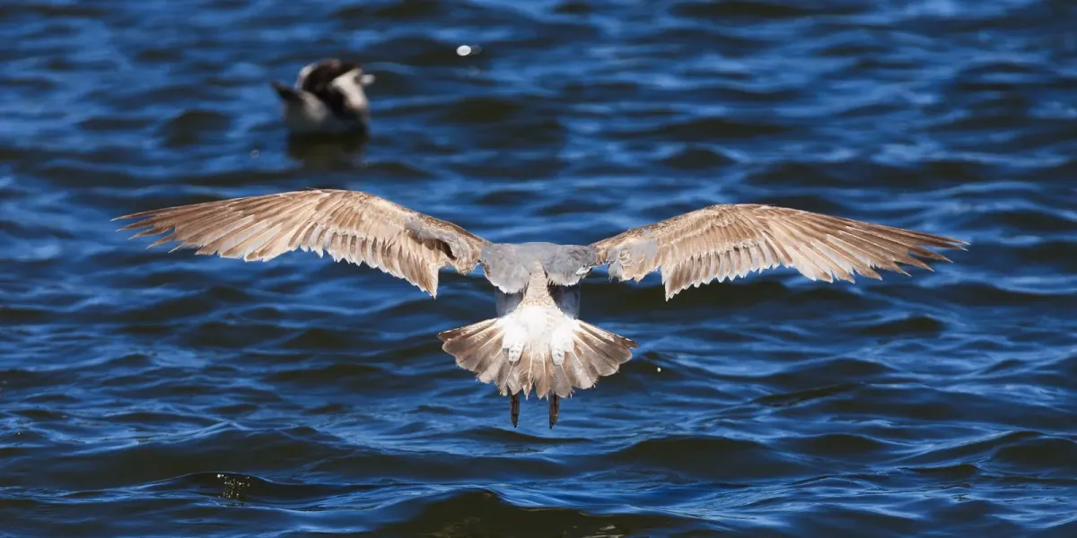File:Larus californicus Palo Alto May 2011 006.jpg