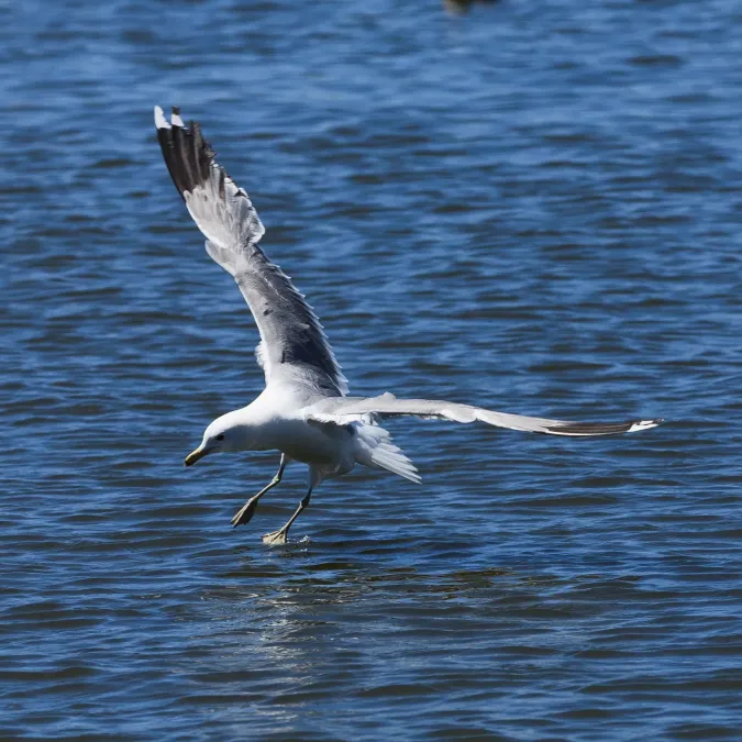 File:Larus californicus Palo Alto May 2011 007.jpg