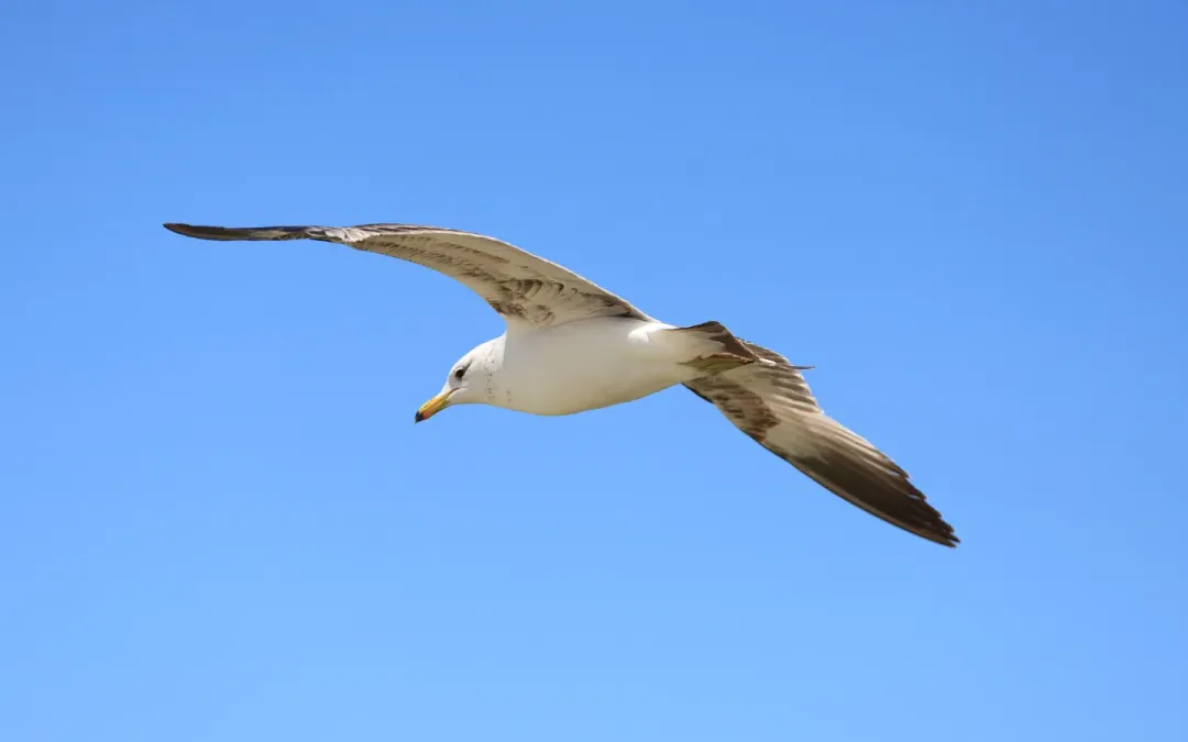 File:Larus californicus Palo Alto May 2011 008.jpg