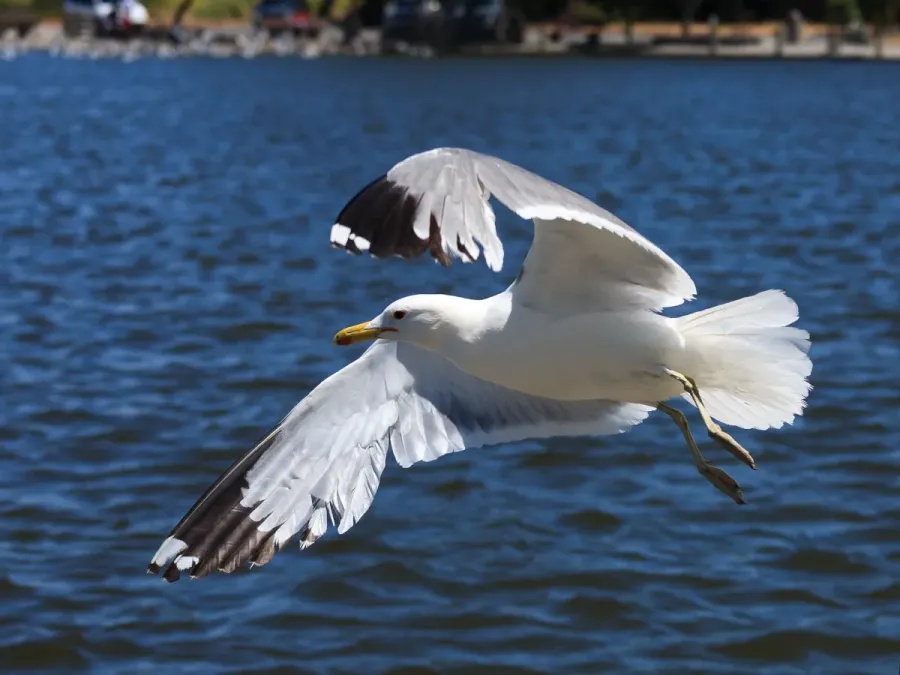 File:Larus californicus Palo Alto May 2011 010.jpg