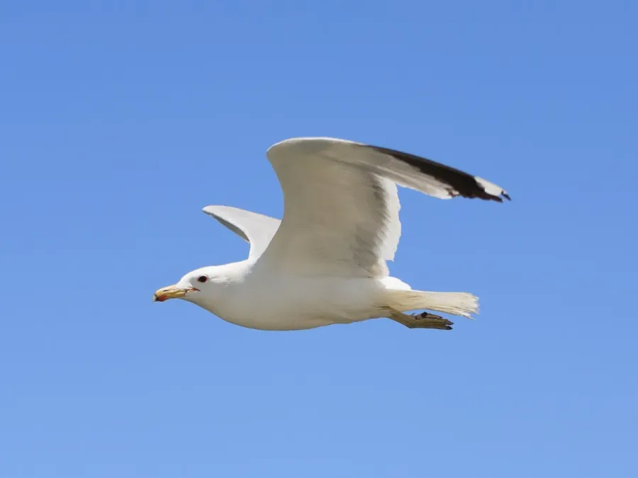 File:Larus californicus Palo Alto May 2011 011.jpg