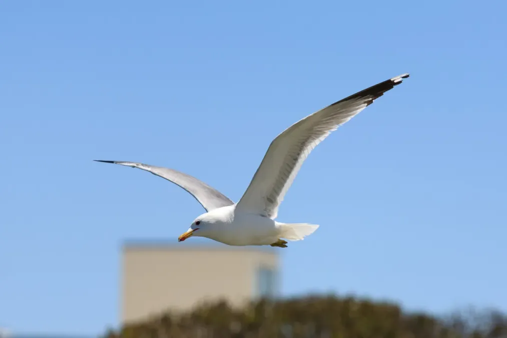 File:Larus californicus Palo Alto May 2011 013.jpg