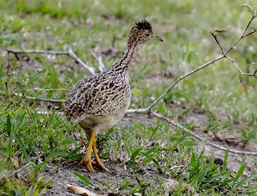 File:Nothura boraquira - White-bellied nothura; Poções, Bahia, Brazil.jpg