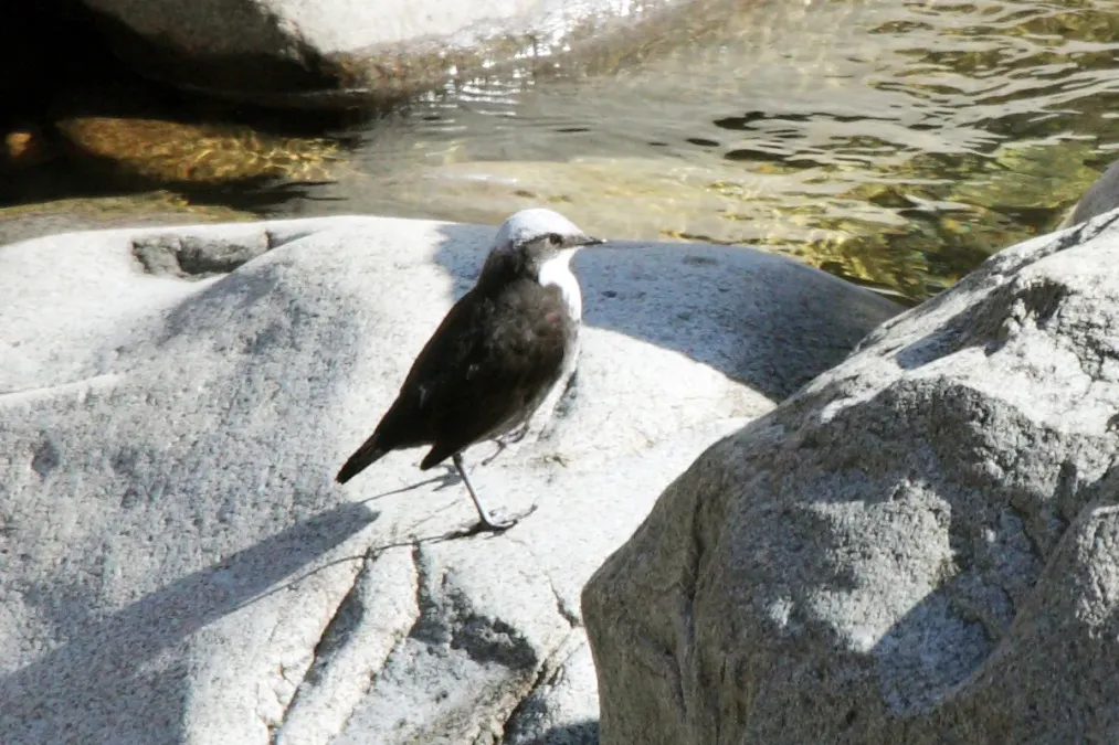 File:Cinclus leucocephalus leucocephalus, Peru.jpg