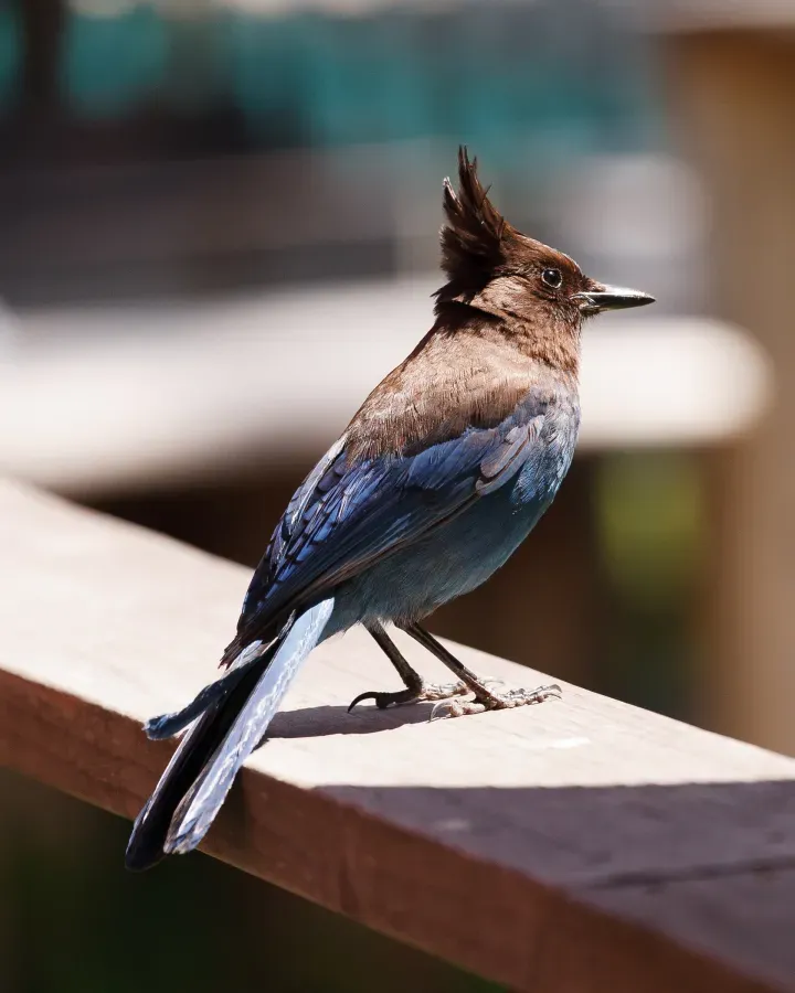 File:Cyanocitta stelleri Big Sur May 2011.jpg