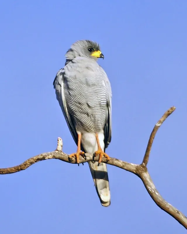 File:Eastern Chanting-Goshawk (Melierax poliopterus).jpg
