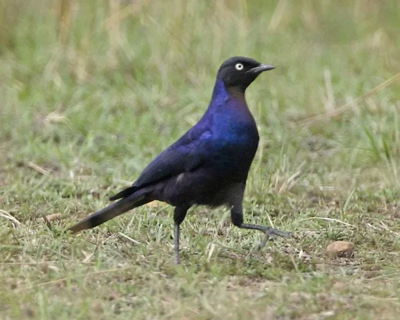 File:Rueppell's Glossy Starling (Lamprotornis purpuroptera) gait.jpg