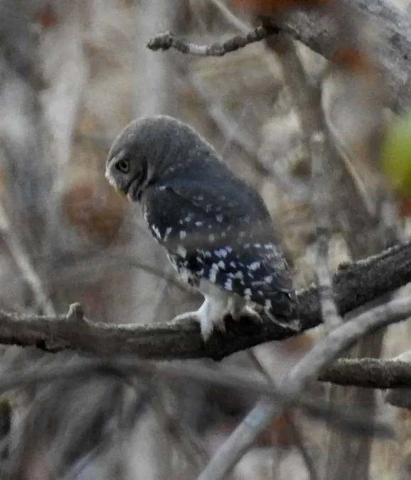 File:Forest Owlet Athene blewitti by Dr. Raju Kasambe DSCN5055 (9).jpg