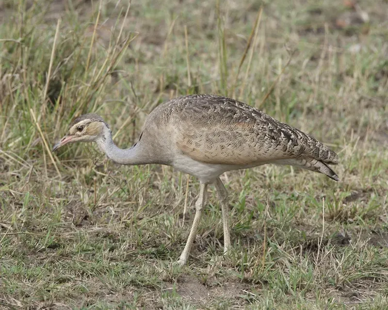 File:White-bellied Bustard (Eupodotis senegalensis).jpg