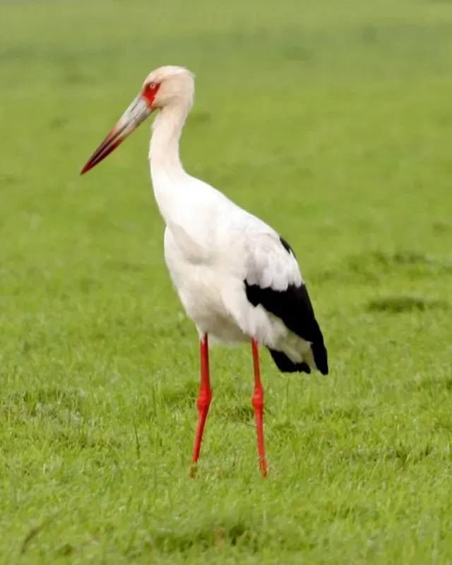 File:Maguari Stork (Ciconia maguari).jpg